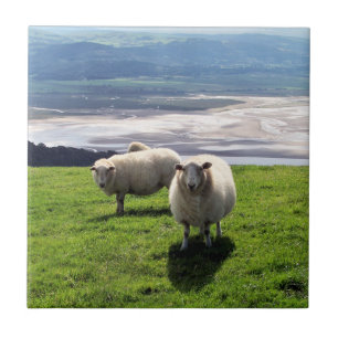 WELSH MOUNTAIN SHEEP CERAMIC TILE