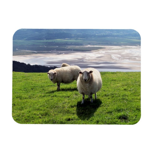 WELSH MOUNTAIN SHEEP MAGNET (Horizontal)