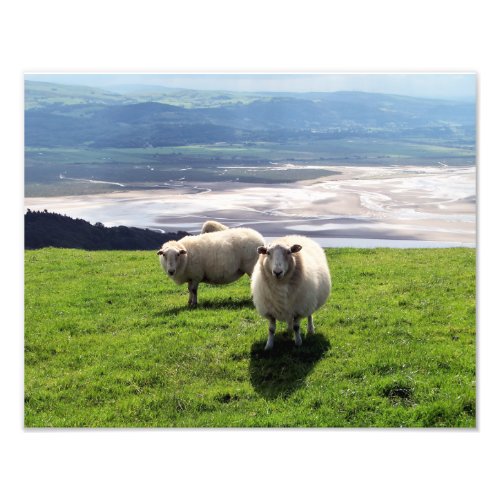 WELSH MOUNTAIN SHEEP PHOTO PRINT