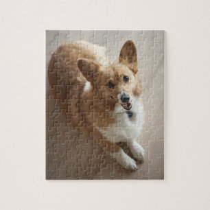 Welsh Pembroke corgi dog lying on wood floor. Jigsaw Puzzle