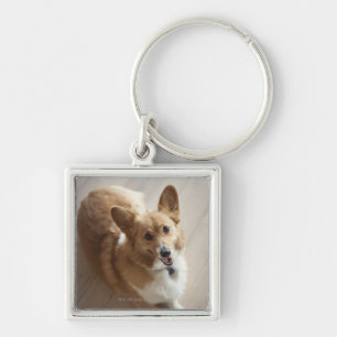 Welsh Pembroke corgi dog lying on wood floor. Keychain