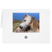 Welsh Pony Cards (Back Horizontal)
