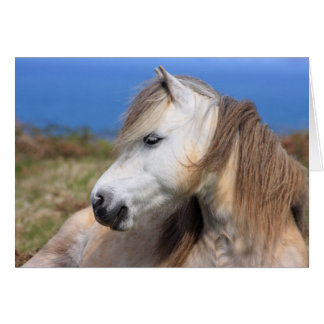 Welsh Pony Cards