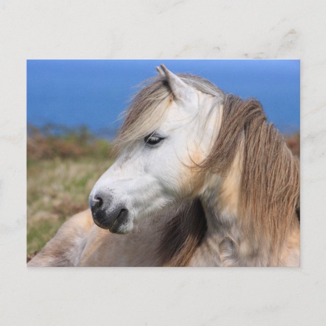 Welsh Pony Postcard (Front)