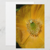 Welsh Poppy Macro (Front/Back)