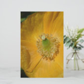 Welsh Poppy Macro (Standing Front)