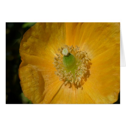 Welsh Poppy Macro Cards (Front Horizontal)