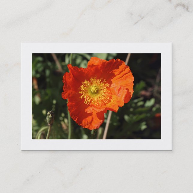 Welsh Poppy (Orange) Bordered Business Card (Front)