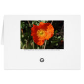 Welsh Poppy (Orange) Cards (Back Horizontal)