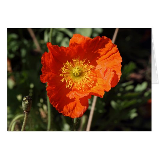 Welsh Poppy (Orange) Cards (Front Horizontal)