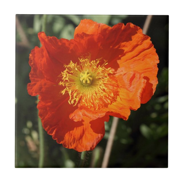 Welsh Poppy (Orange) Tile (Front)