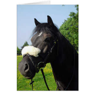 Welsh Section D Cards