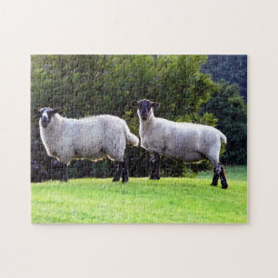 Welsh Sheep Jigsaw Puzzle
