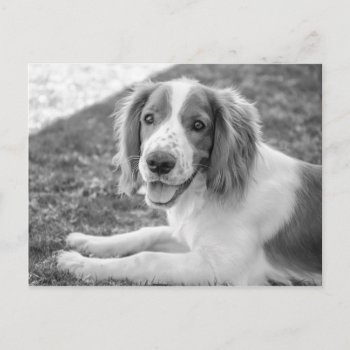 Welsh Springer Spaniel - Black & White | Postcard by GaeaPhoto at Zazzle