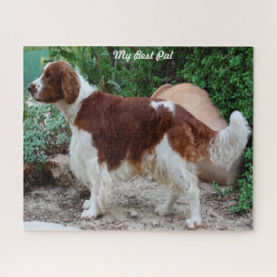 Welsh Springer Spaniel Dog Jigsaws. Jigsaw Puzzle