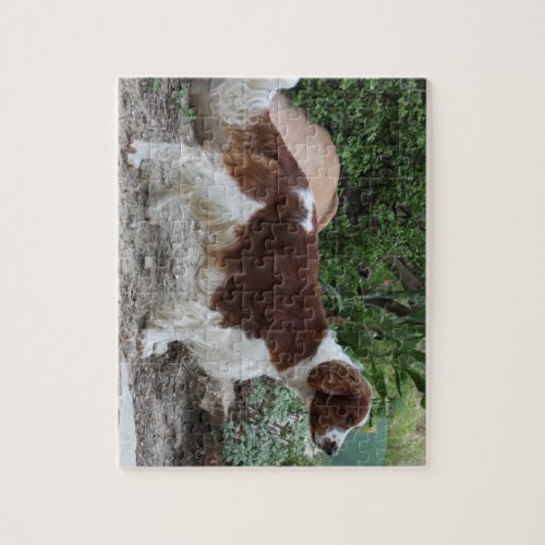 Welsh_Springer_Spaniel_fullpng Jigsaw Puzzle