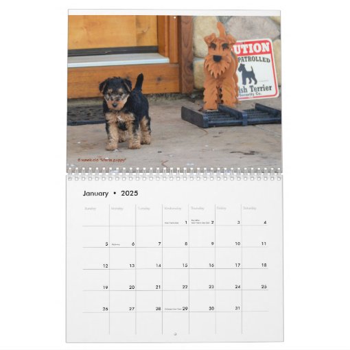 Welsh Terrier Calendar Zazzle