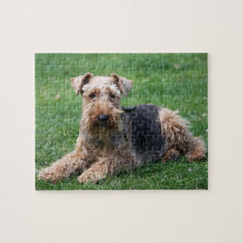Welsh Terrier dog beautiful photo jigsaw puzzle