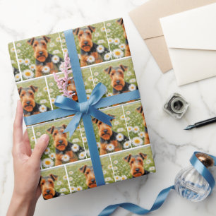 Welsh Terrier In Daisy Field Wrapping Paper
