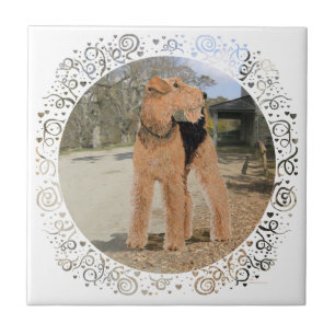 Welsh Terrier in the Stable Yard Tile