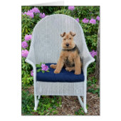 Welsh Terrier on wicker chair (Front)