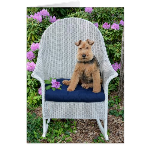 Welsh Terrier on wicker chair
