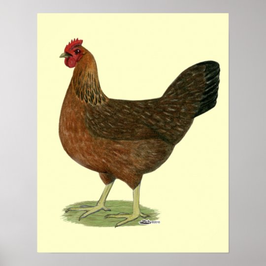 Welsummer Hen Poster | Zazzle.com