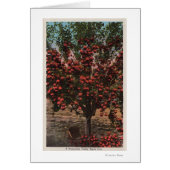 Wenatchee, WAA Wenatchee Valley Apple Tree (Front)