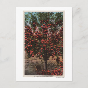 Wenatchee, WAA Wenatchee Valley Apple Tree Postcard