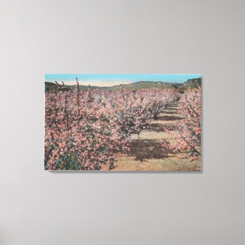 Wenatchee WAView of Apple Trees in Blossom Canvas Print