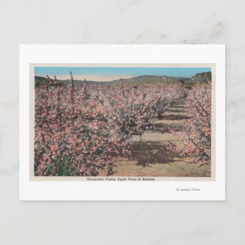 Wenatchee WAView of Apple Trees in Blossom Postcard