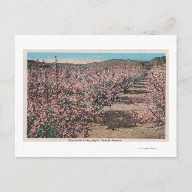 Wenatchee, WAView of Apple Trees in Blossom Postcard (Front)