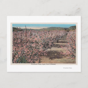 Wenatchee, WAView of Apple Trees in Blossom Postcard