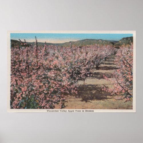 Wenatchee WAView of Apple Trees in Blossom Poster