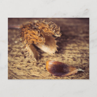 Wenn ein Samen zum Baum wird ... Postcard