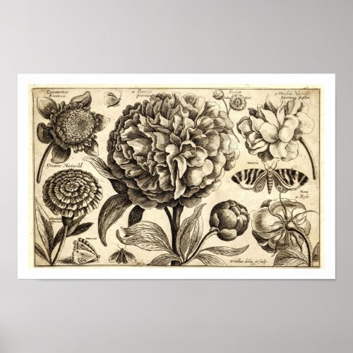 Wenseclas Hollar Peony Poster