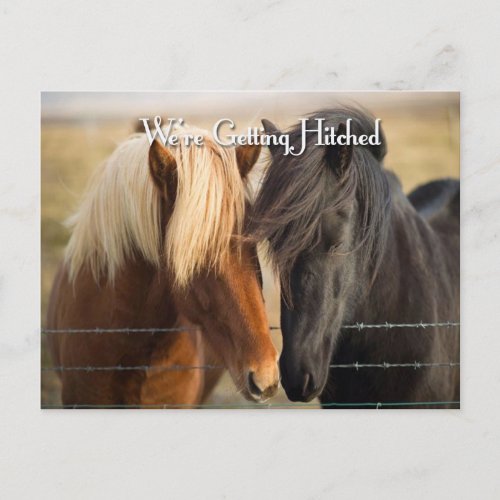 Were Getting Hitched Two Horses Invitation Postcard