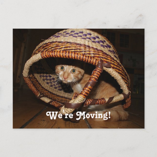 We're Moving Cat Announcement Postcard (Front)