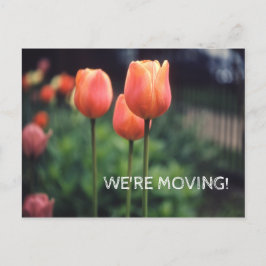 We're Moving Pretty Tulip Floral Flower Tulips Announcement Postcard