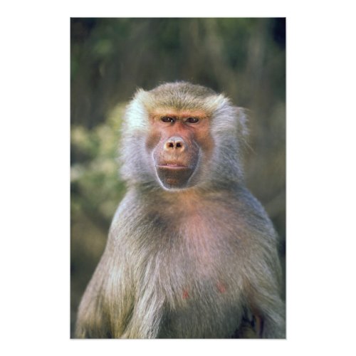 West Africa Hamadryas baboon or papio Photo Print