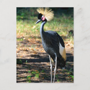 West African Crowned Crane Postcard