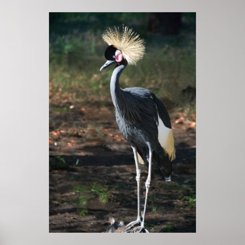 West African Crowned Crane Poster