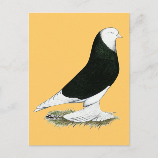 West Black Bald Pigeon Postcard (Front)