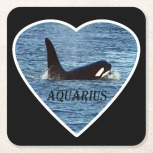 West Coast Killer Whale "Aquarius" Orca Coaster