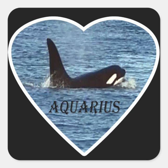 West Coast Killer Whale "Aquarius" Orca Square Sticker (Front)