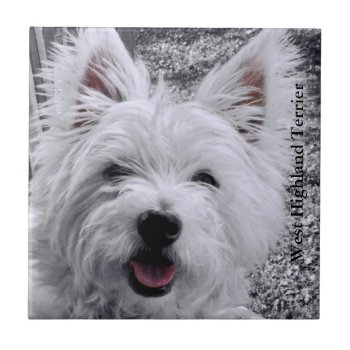 West Highland Dog Terrier Tile by artinphotography at Zazzle