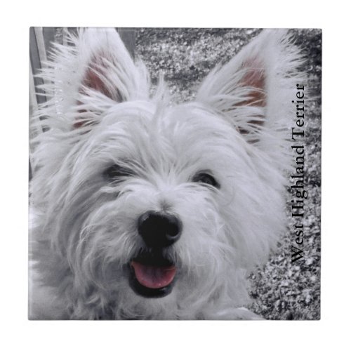 West Highland Dog Terrier Tile