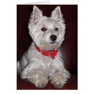 West Highland Terrier Cards