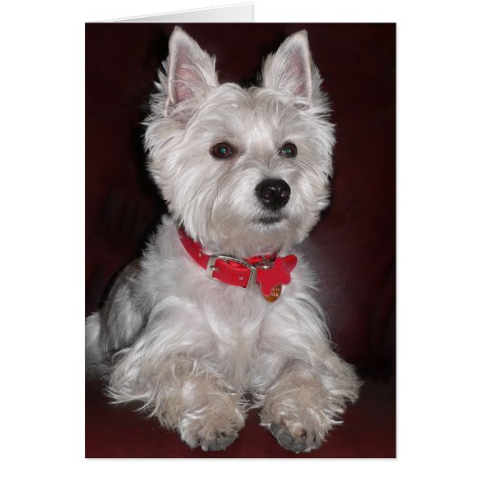 West Highland Terrier Cards (Front)