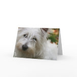 West Highland Terrier Greeting Card